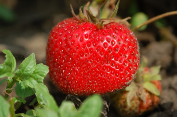 fresh strawberry