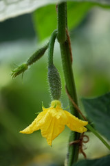 a small cucumber
