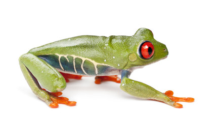 Red-eyed Treefrog, Agalychnis callidryas