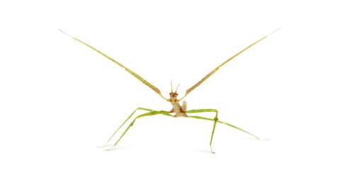 Indian Stick Insect, Carausius morosus