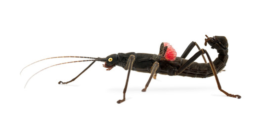 Golden-eyed Stick Insect, Peruphasma schultei © Eric Isselée