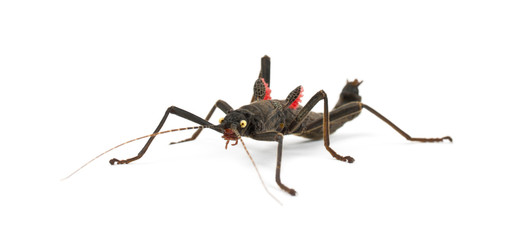 Golden-eyed Stick Insect, Peruphasma schultei