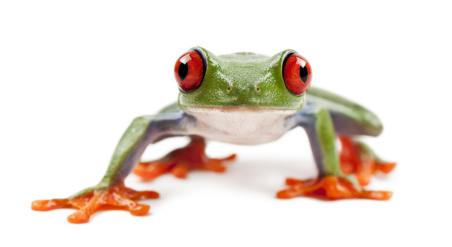 Red-eyed Treefrog, Agalychnis callidryas