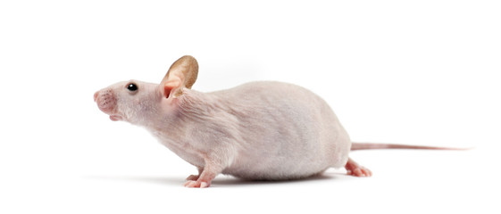 Hairless mouse, Mus musculus, against white background