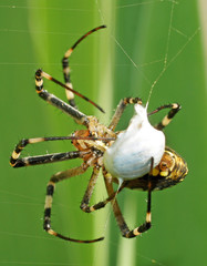 Паук