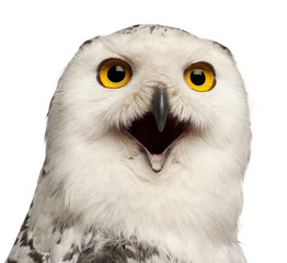 Female Snowy Owl, Bubo scandiacus, 1 year old