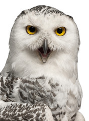 Naklejka premium Female Snowy Owl, Bubo scandiacus, 1 year old
