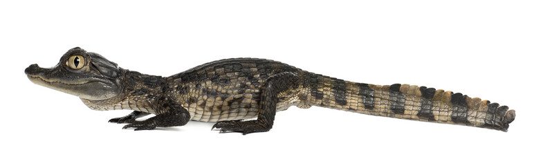 Spectacled Caiman, Caiman crocodilus