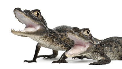 Spectacled Caimans, Caiman crocodilus