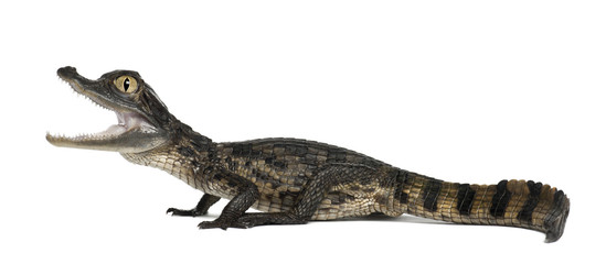 Obraz premium Spectacled Caiman, Caiman crocodilus