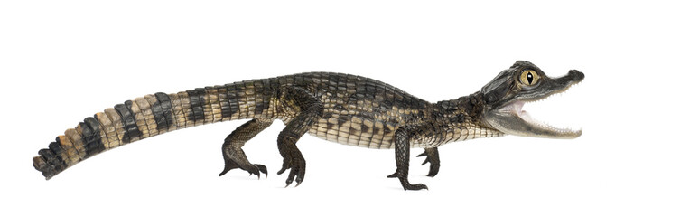 Spectacled Caiman, Caiman crocodilus