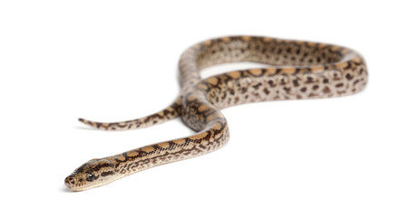 Boa, Epicrates maurus, against white background