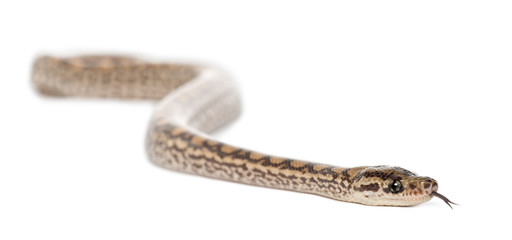 Boa, Epicrates maurus, against white background