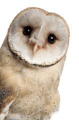 Barn Owl, Tyto alba, 4 months old
