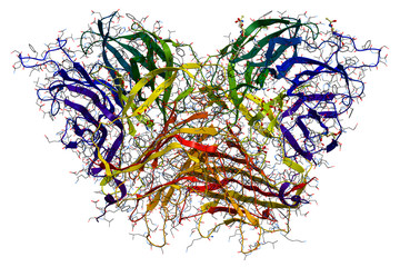 Invertase, an enzyme that catalyzes the breakdown of sucrose - obrazy, fototapety, plakaty