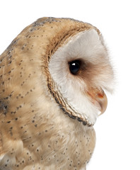 Barn Owl, Tyto alba, 4 months old