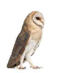 Barn Owl, Tyto alba, 4 months old