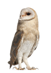 Barn Owl, Tyto alba, 4 months old