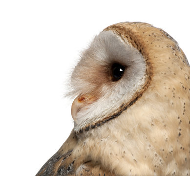 Barn Owl, Tyto alba, 4 months old