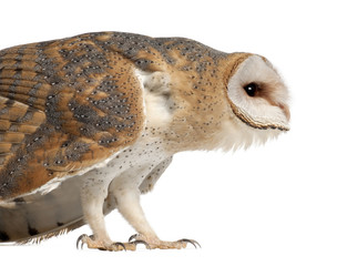 Barn Owl, Tyto alba, 4 months old