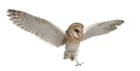 Fototapeta premium Barn Owl, Tyto alba, 4 months old