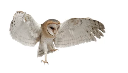 Fototapeten Schleiereule, Tyto alba, 4 Monate alt © Eric Isselée