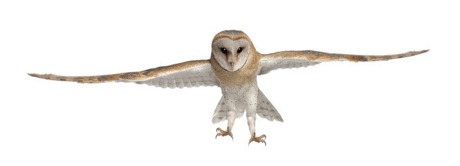 Obraz premium Barn Owl, Tyto alba, 4 months old