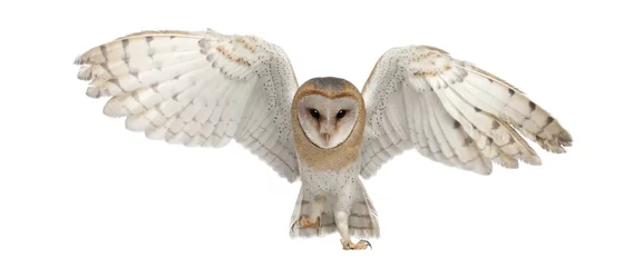 Printed roller blinds Owl Barn Owl, Tyto alba, 4 months old