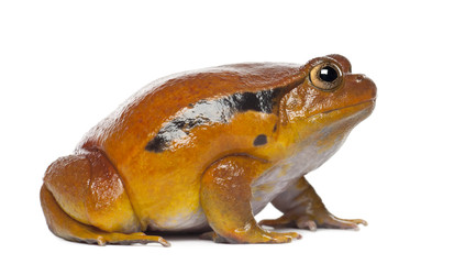 False Tomato Frog, Dyscophus guineti, against white background