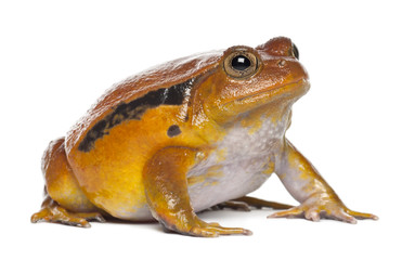 False Tomato Frog, Dyscophus guineti