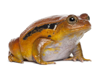 False Tomato Frog, Dyscophus guineti, against white background
