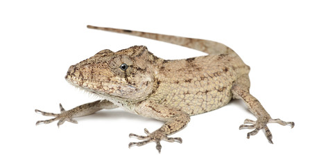 Oriente Bearded Anole or Anolis porcus, Chamaeleolis porcus