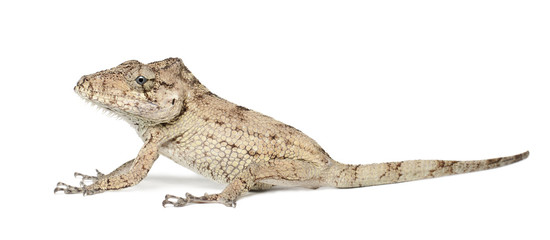 Naklejka premium Oriente Bearded Anole or Anolis porcus, Chamaeleolis porcus