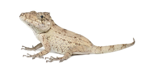 Oriente Bearded Anole or Anolis porcus, Chamaeleolis porcus