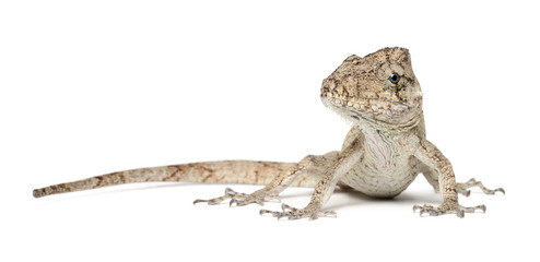 Oriente Bearded Anole or Anolis porcus, Chamaeleolis porcus