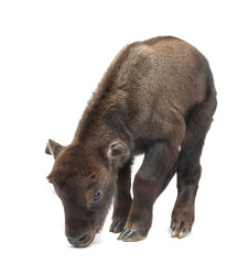 Mishmi Takin, Budorcas taxicolor taxicol