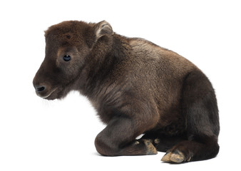 Mishmi Takin, Budorcas taxicolor taxicol