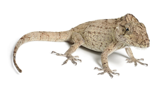 Oriente Bearded Anole or Anolis porcus, Chamaeleolis porcus