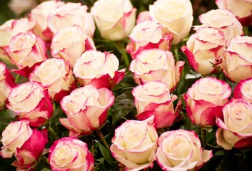 Beautiful pink roses