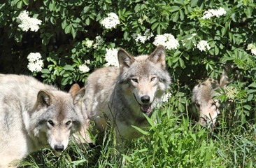 loups et fleurs