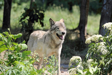 Fototapeta premium loup gris