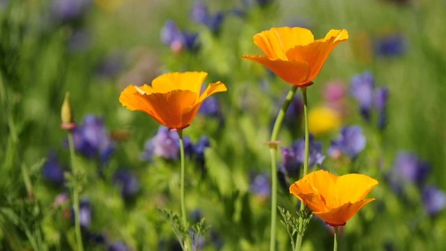Mohn in einer Wildblumenwiese