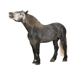 Percheron, 5 years old, a breed of draft horse