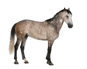 Obraz na płótnie Canvas Belgian Warmblood horse, 6 years old