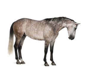 Fototapeta na wymiar Belgian Warmblood horse, 6 years old