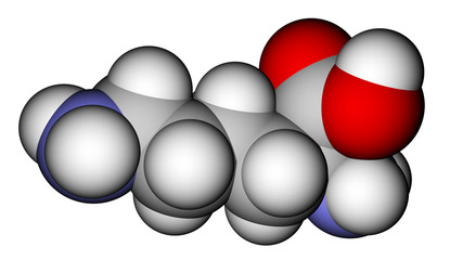 Amino acid lysine space-filling molecular model