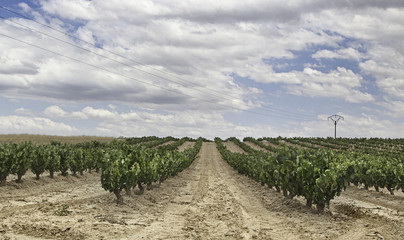 Country vineyards of La Rioja