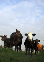 cows in a dutch landscape