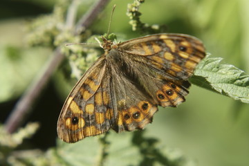 Papillon jaune et noir