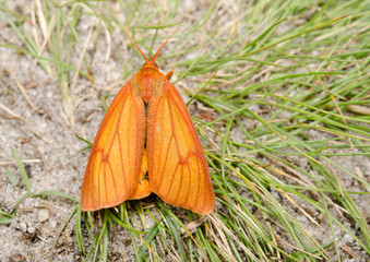 Fototapeta na wymiar pomarańczowy motyl na heath szlaku